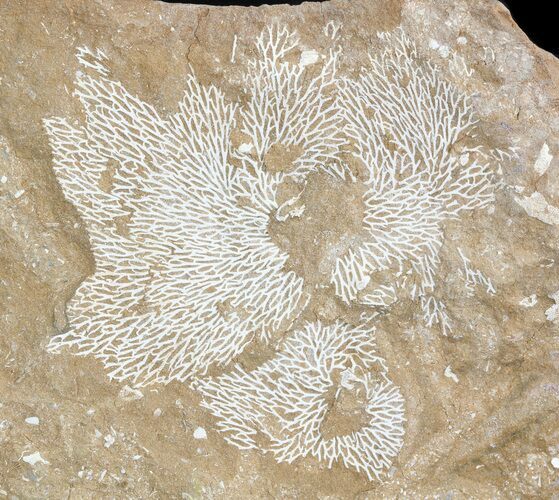Ordovician Bryozoans (Chasmatopora) Plate - Estonia #47458